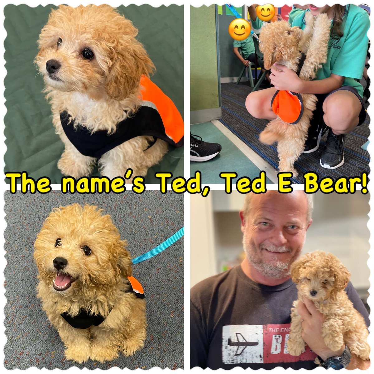 Therapuppy1's tweet photo. Meet our newest trainee, Ted and his amazing handler Mr Jeff. Ted is a 12 week old Cavoodle that is busy learning how to be an awesome school dog 🐶🥰📚 #Ted #TedEBear #schooldog #dogsofDoE #animaltherapy #DogsofTwittter https://t.co/2E4r1JlQ2I