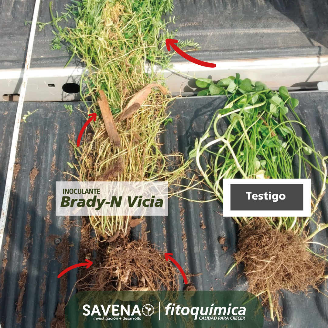 FitoquimicaSA's tweet photo. ¿Conoces los beneficios de #inocular con #BradyN Vicia?
- Proporciona un mayor aporte de Nitrógeno mediante la fijación biológica en el aire.
- Estimula el crecimiento de raíces, aumenta su longitud, densidad y velocidad de crecimiento.
¡Brady-N #Vicia optimiza tu inversión! https://t.co/Us3inURQ32