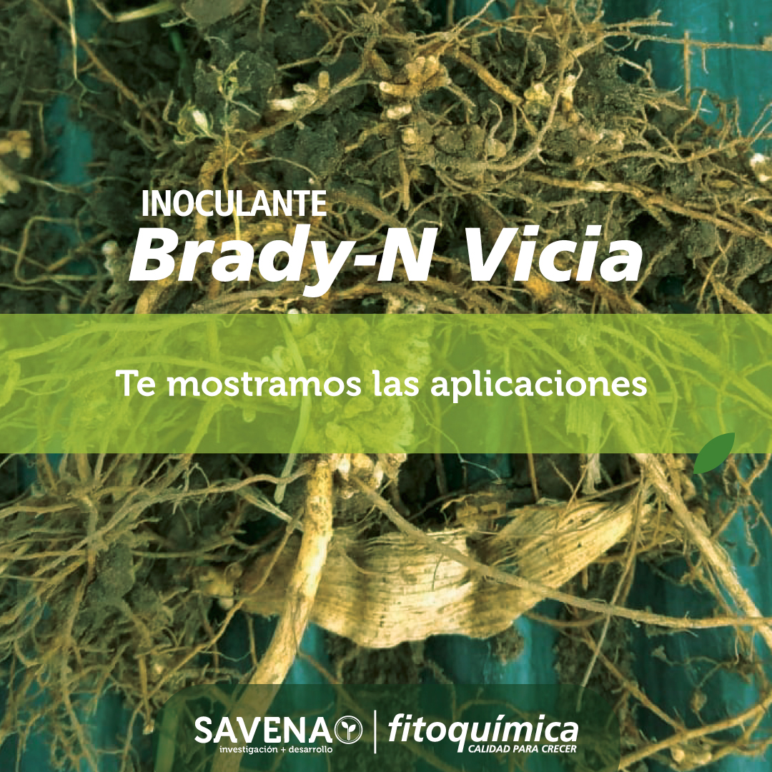 FitoquimicaSA's tweet photo. ¿Conoces los beneficios de #inocular con #BradyN Vicia?
- Proporciona un mayor aporte de Nitrógeno mediante la fijación biológica en el aire.
- Estimula el crecimiento de raíces, aumenta su longitud, densidad y velocidad de crecimiento.
¡Brady-N #Vicia optimiza tu inversión! https://t.co/Us3inURQ32