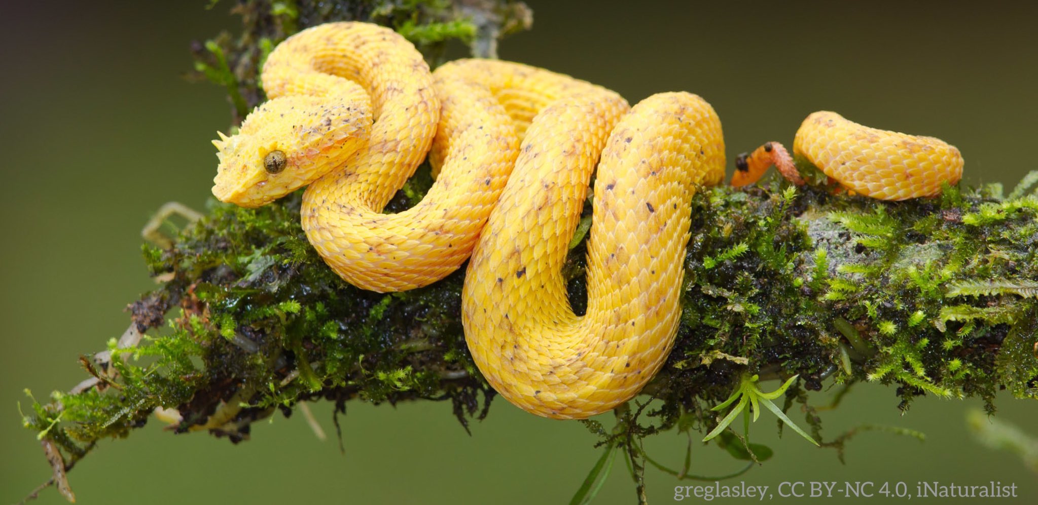 American Museum of Natural History on Twitter: