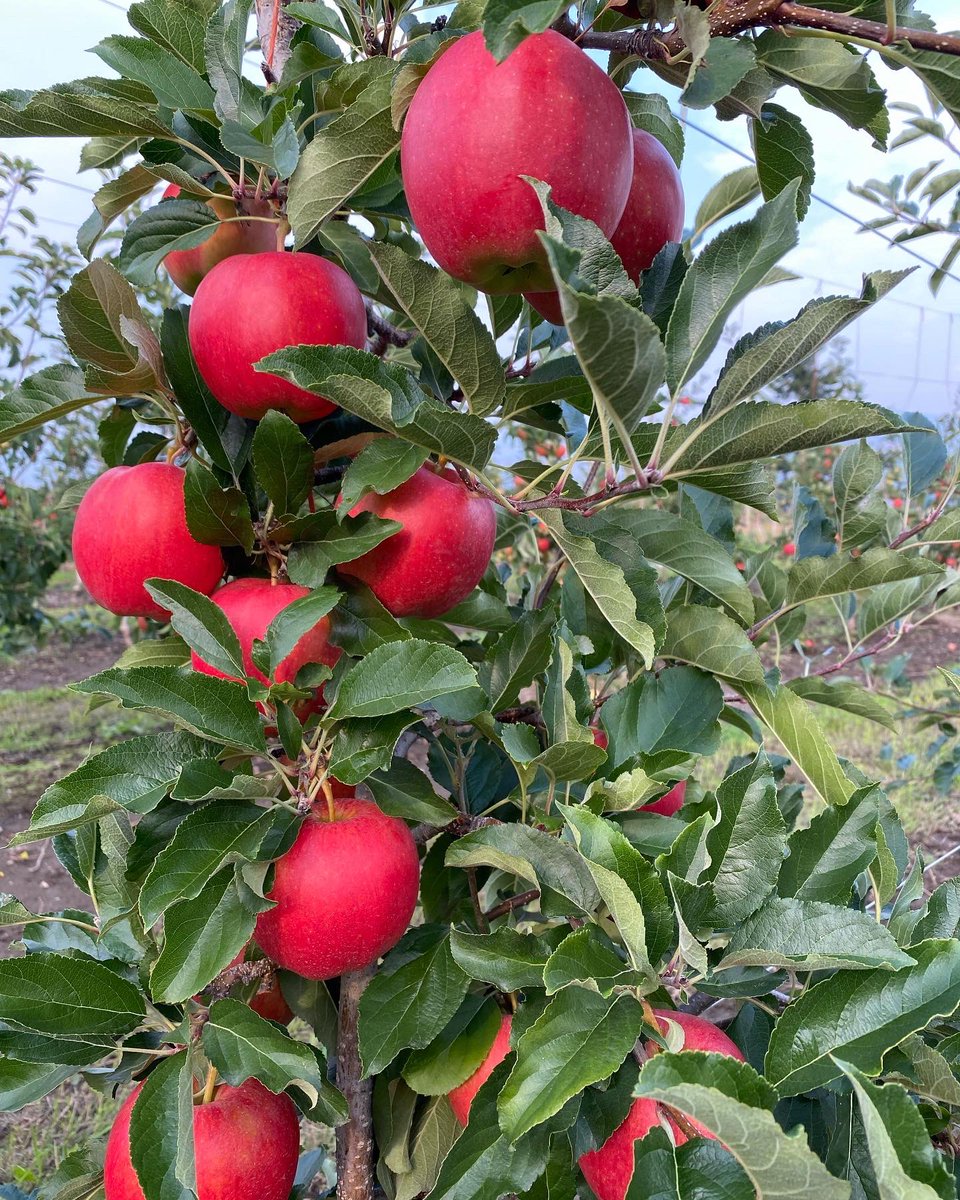 Celebrating Canada’s Ag Day #CdnAgDay a few photos from last year’s harvest. <a href="/syngentacanada/">Syngenta Canada</a> #canadianfarmers
