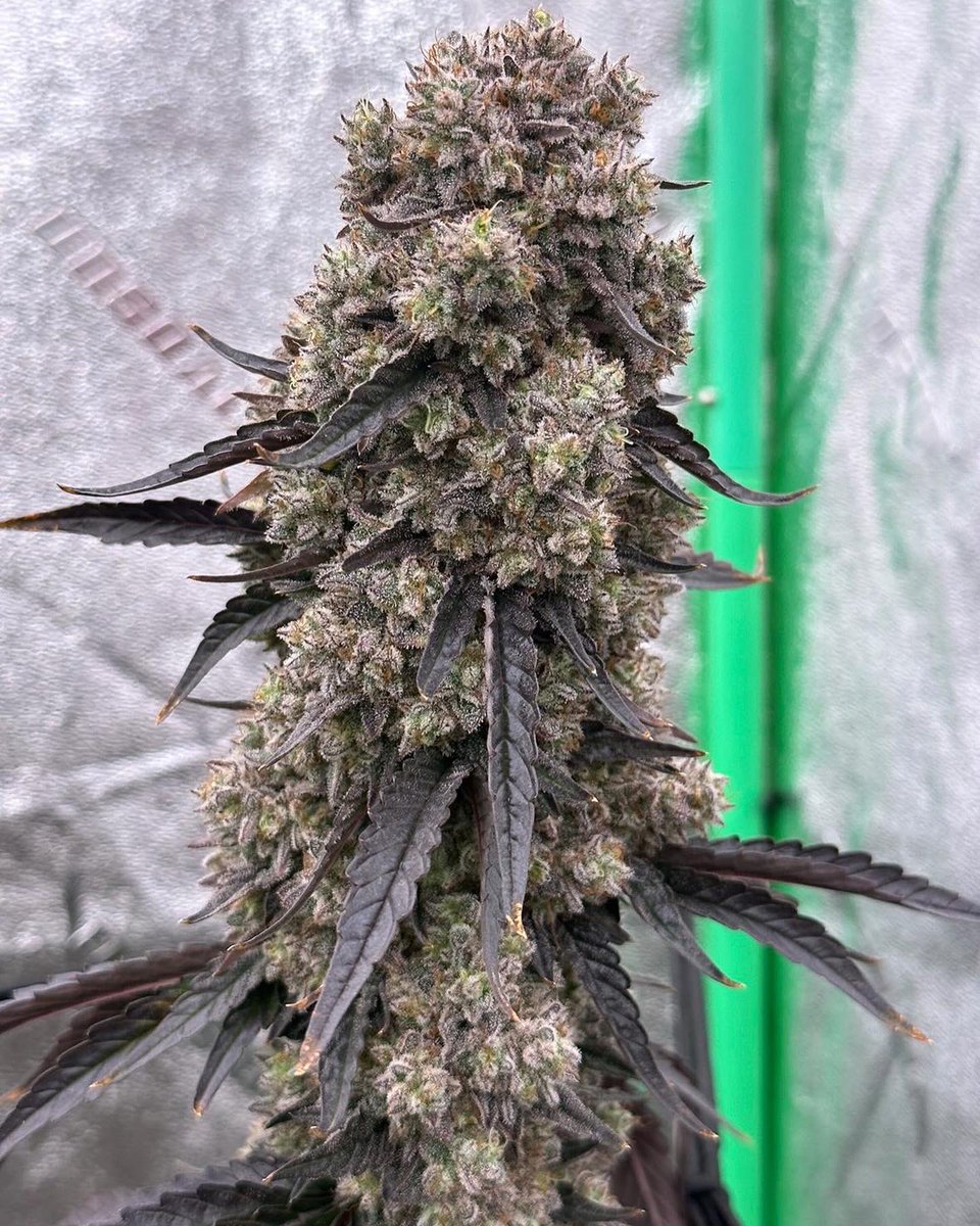 Blueberry Cupcake stacking up fat🤩🫐