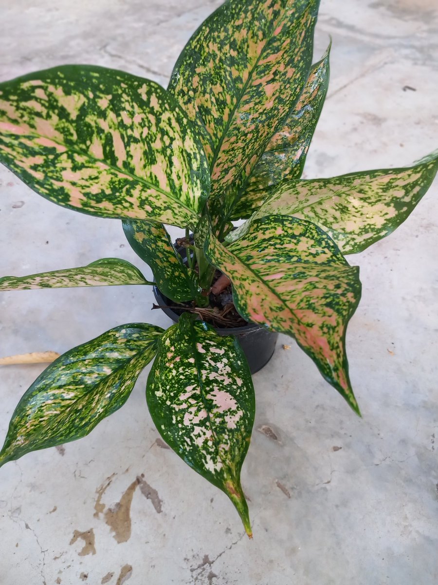 Adeflowers_Tz's tweet photo. Available
Price; TZS15,000 https://t.co/wtnIOJpQVE
