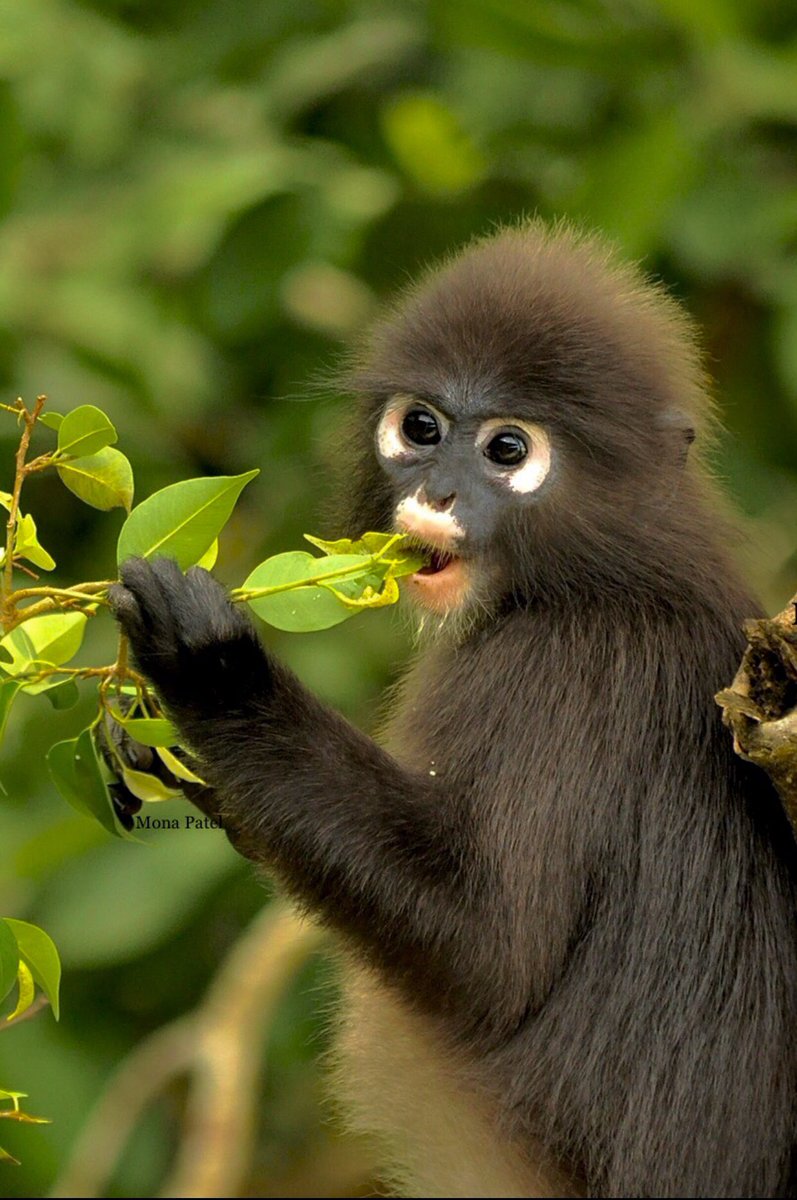 MonaPatelT's tweet photo. Dusky leaf monkey with its cute & adorable looks is a primate species.They have large white colored circles around their eyes which give an appearance of a spectacle which is the basis for its second funny name the Spectacled Langur🌳
#ThePhotoHour #BBCWildlifePOTD
#natgeoindia https://t.co/xnT8YalYgM