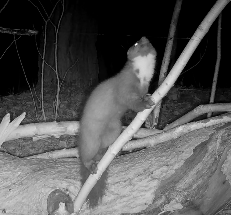 This week I recognized #Q on camera trap movies, that's number 15 for this year. 
#DH
#Eden
#Eli
#Fluffy
#Gepke
#Kiku
#Minskie22
#Morskie
#Noor
#Pavo
#Rex20
#Vladi22
#X
#Yanus22G

#LocalBigYear 
#Pinemarten
#Camertrap
@PatchCameratrapping