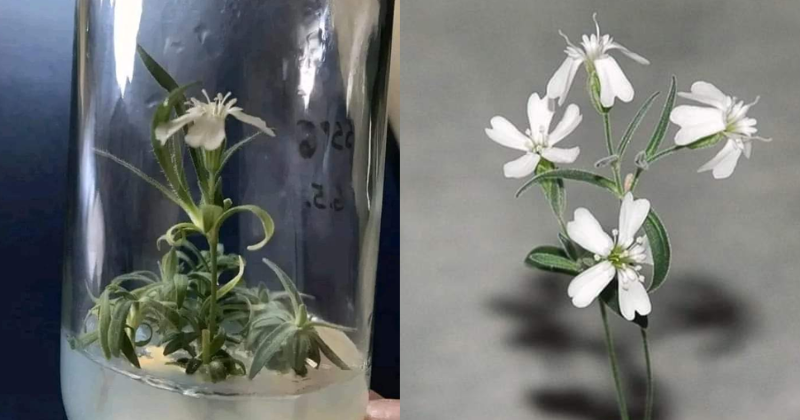 SubRosaMagick's tweet photo. One day around 32,000 years ago, an arctic ground squirrel ate the seed of a plant, silene stenophylla. Its body was recovered from permafrost and examined. Scientists germinated this plant seed from its stomach. This silene stenophylla just bloomed. It is 32,000 years old. https://t.co/nOsLtN3G37