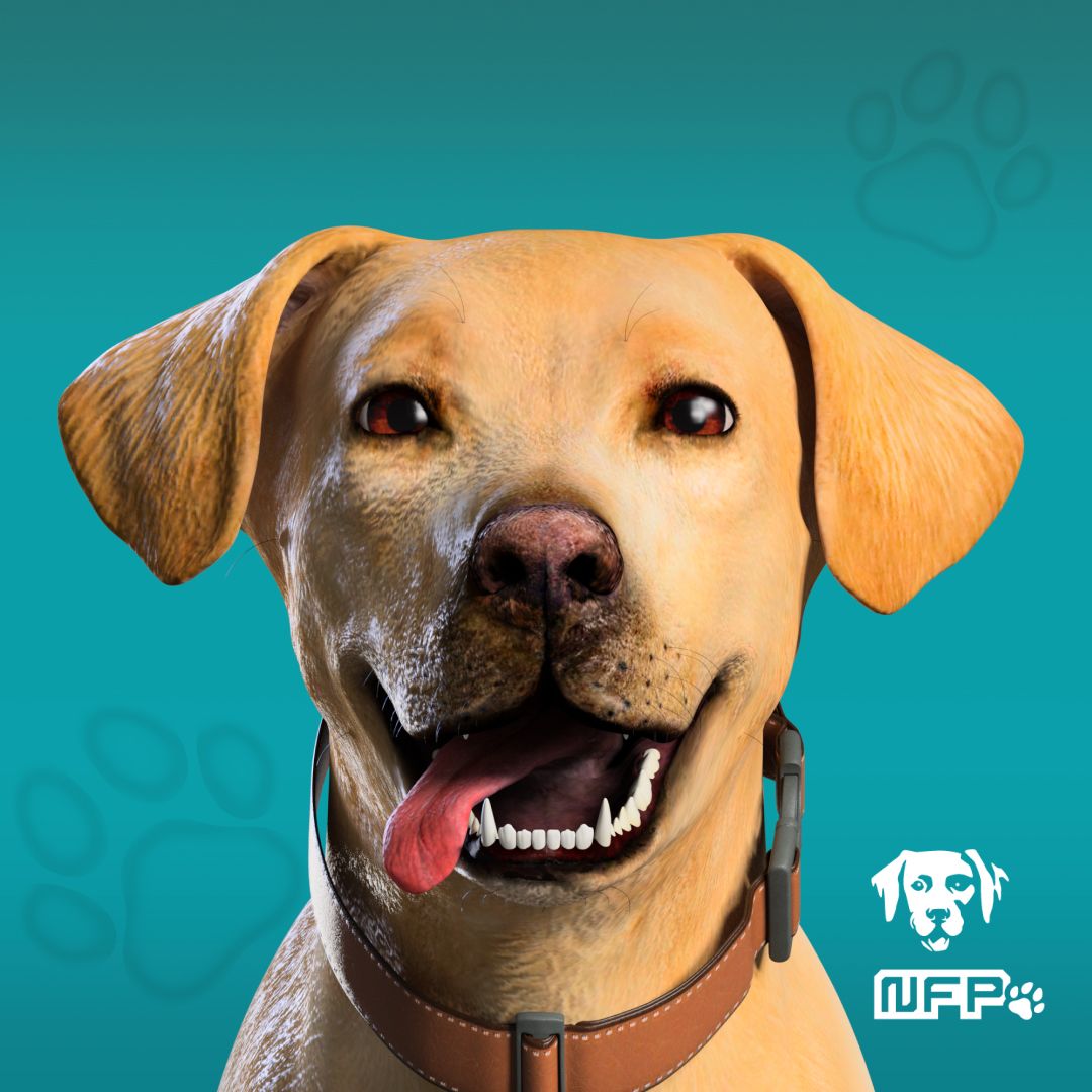 NFungiblePeople's tweet photo. Who could say no to this face? π₯ΊπΎ #NFPets https://t.co/XIfKpo1J7X