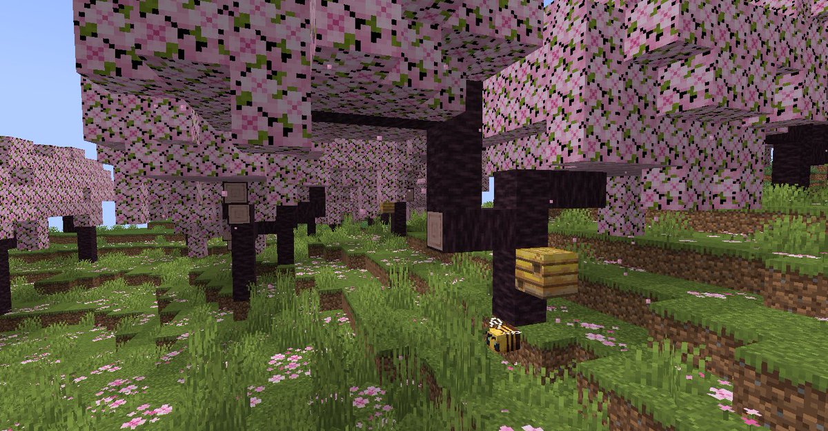 MatStudiosCo's tweet image. Cherry trees in #minecraft! Looks pretty cool! After bump to 1.20 i have to made a *typical anime school &amp;amp; street* in the city. Btw. time to check if #minetest have ones.