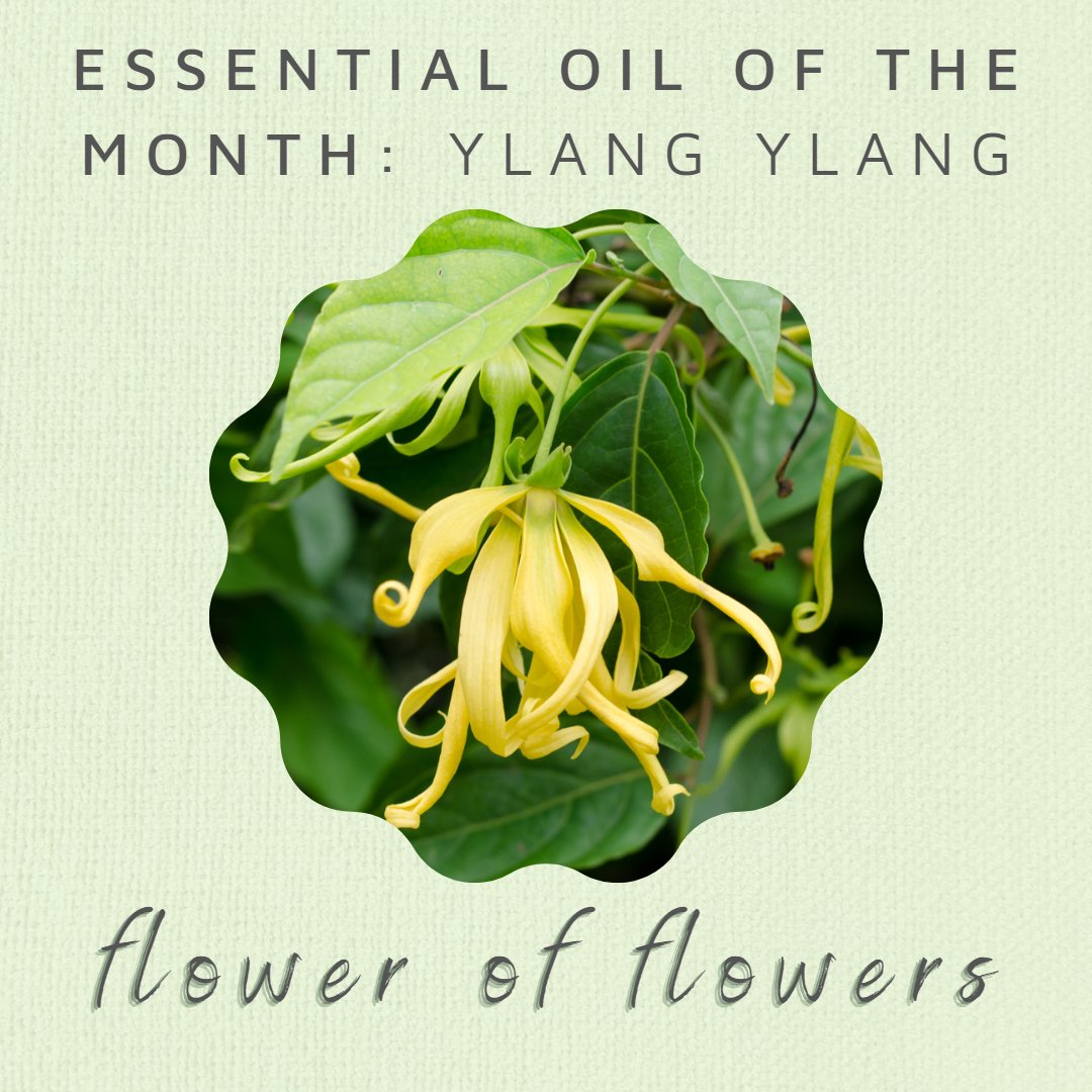 While February, the month of love and romance, usually brings up the idea of Rose, the essential oil of Ylang ylang has so much more to offer! Follow us to learn more! #essentialoilofthemonth #aromatherapy #february #ylangylang #love #wellness