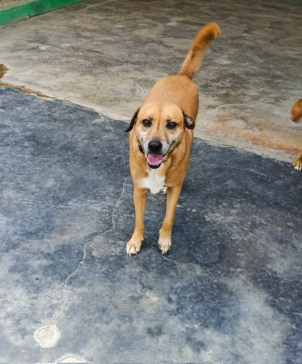 Maullidosyladr1's tweet photo. Would you be my Valentine #CANELO1πΉ
TODAY is still the special day we come looking for our Valentine with help for expenses and food.
Will we get a Valentine for Canelo1?
Any amount applies, chip in and be a part of it.β€οΈ
#Help #ValentinesDay #ValentinesDay https://t.co/ixAdYakgem