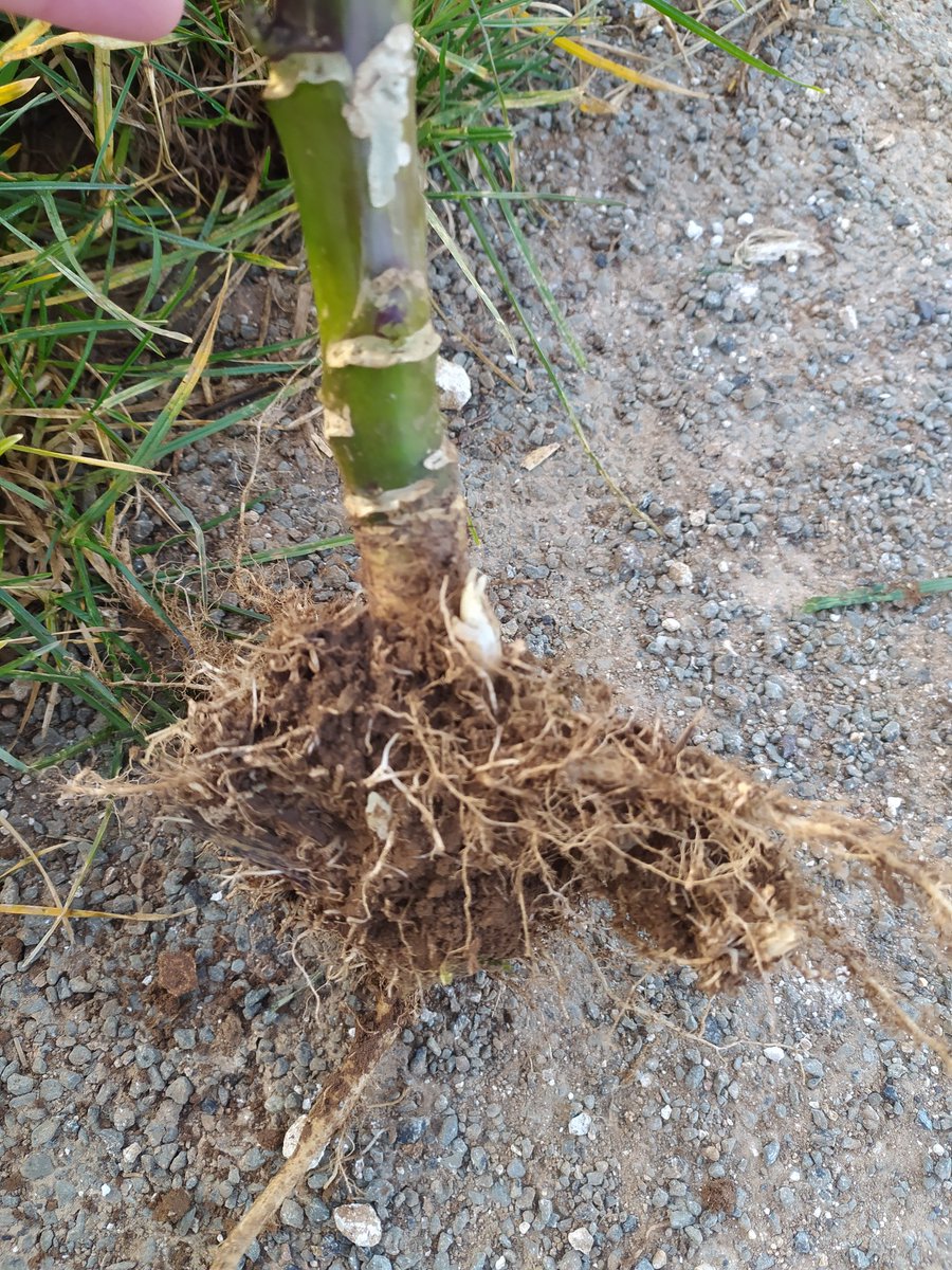 Delphine Molénat tweet media