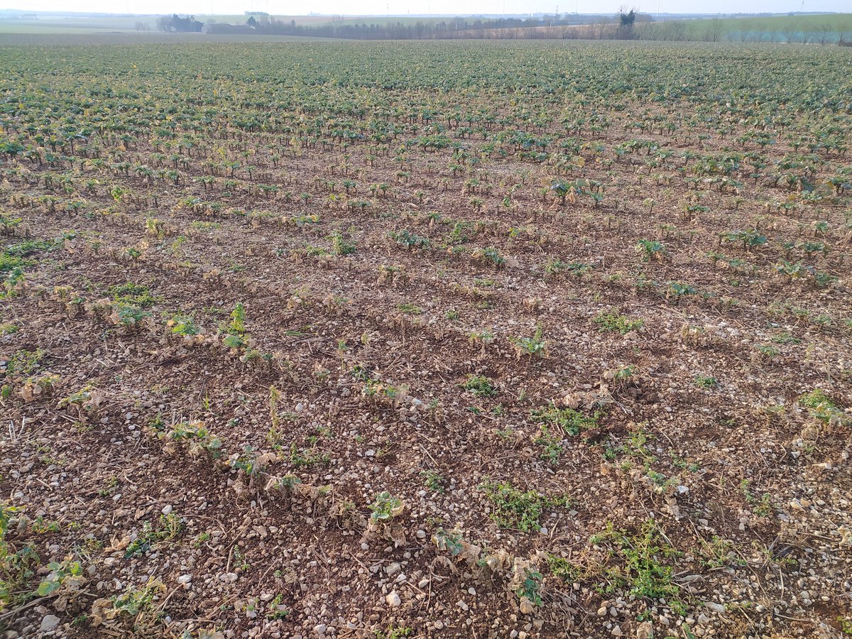 Delphine Molénat tweet media