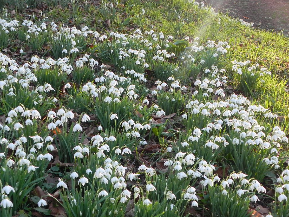 Galanthus nivalis ‘Flore Pleno’, de dubbele variant van het gewone sneeuwklokje. Valt goed op in de tuin en in grote groepen erg mooi! #galanthus #galanthusnivalis #galanthusnivalisflorepleno #snowdrops #dubbelsneeuwklokje #stinzenplanten #naturalizingbulbs #lentebode #springbulb
