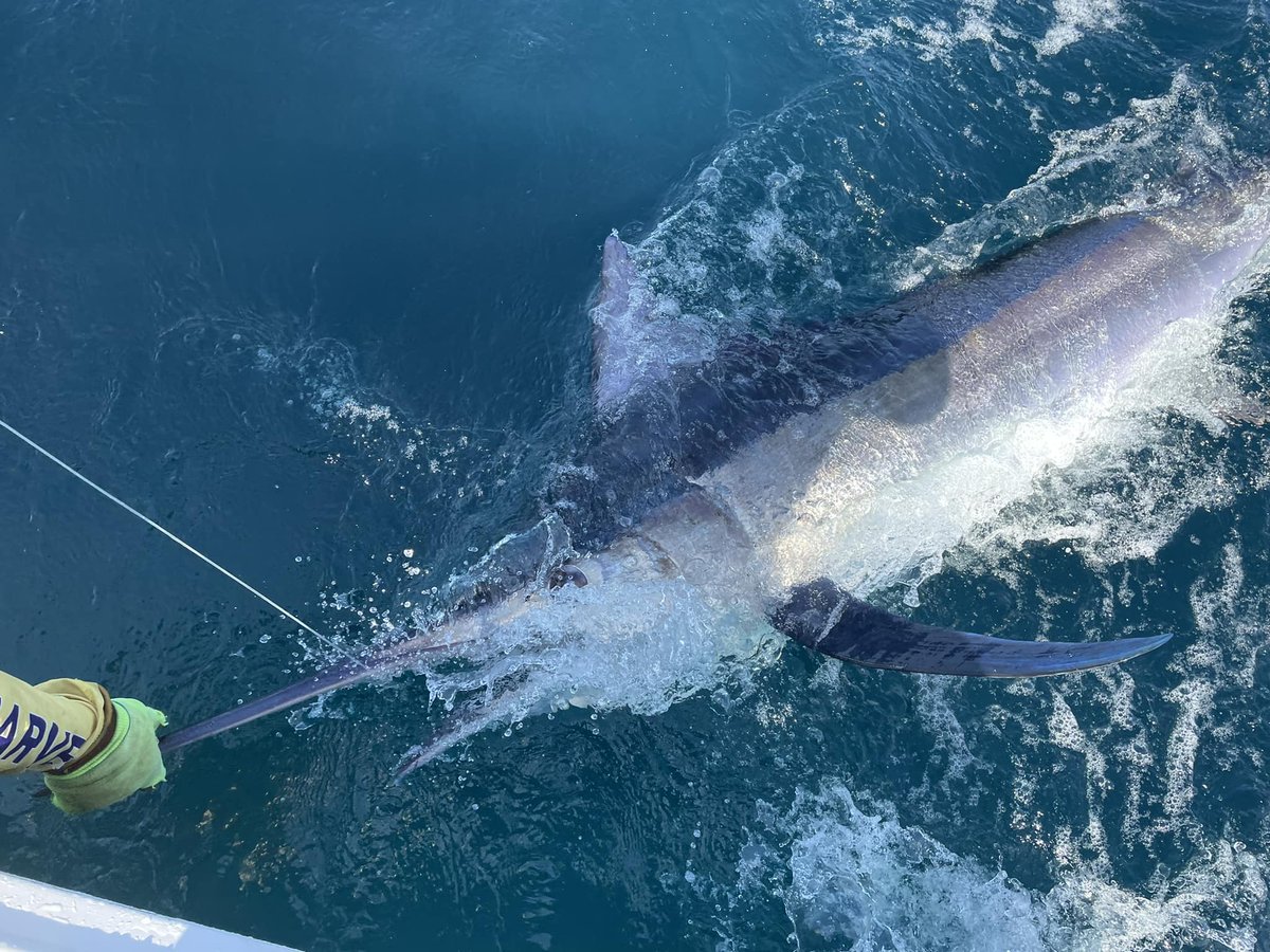 BillfishReport's tweet image. Pinas Bay, Panama - Miss England went 1-2 on Black Marlin. #BlackMarlin #Billfish