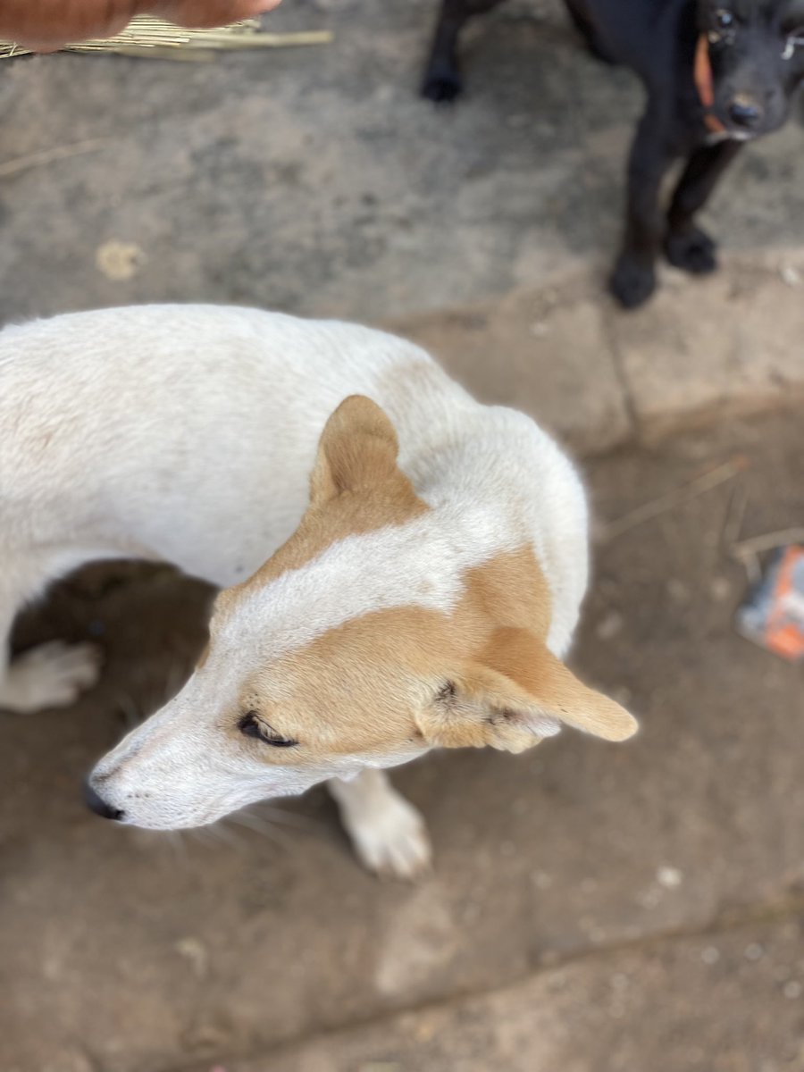 Kigandaanimals1's tweet photo. Animals can inspire us to be less busy, more present, less worried, more joyful, and more passionate about life. They will never judge us for the things we do or don't do

#helpshelters #dogsneedhelp #doglovers #doglove #helpsavealife #helping #shelterneedshelp #shelterdog https://t.co/hl3rM97z7S