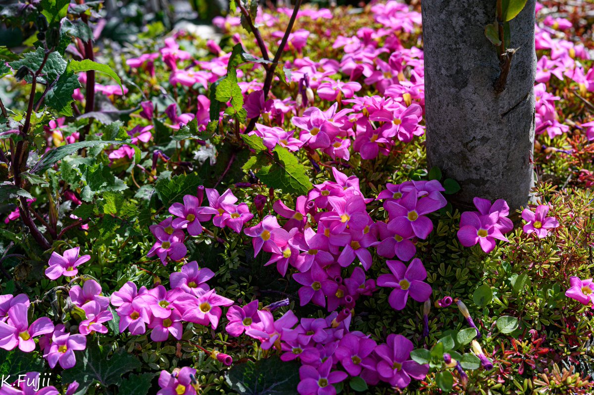 kefuj's tweet photo. 春っぽい
#japan
#spring
#nikon #light_nikon
#ファインダー越しの私の世界
#写真好きな人と繋がりたい
#写真撮ってる人と繋がりたい
#写真が好き
#おっさん写真道 #ふぉと https://t.co/2IVw1ASdhb