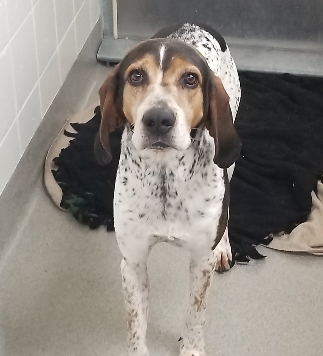 NEHumaneSociety's tweet photo. Here are four dogs who came into NHS as strays. Statistically, three of them will not be claimed and will begin their wait for a new home at the shelter.

In 2022, 76% of stray dogs went unclaimed. That trend is continuing into 2023.

We need your help, and we need it now. https://t.co/7IKQjzI647