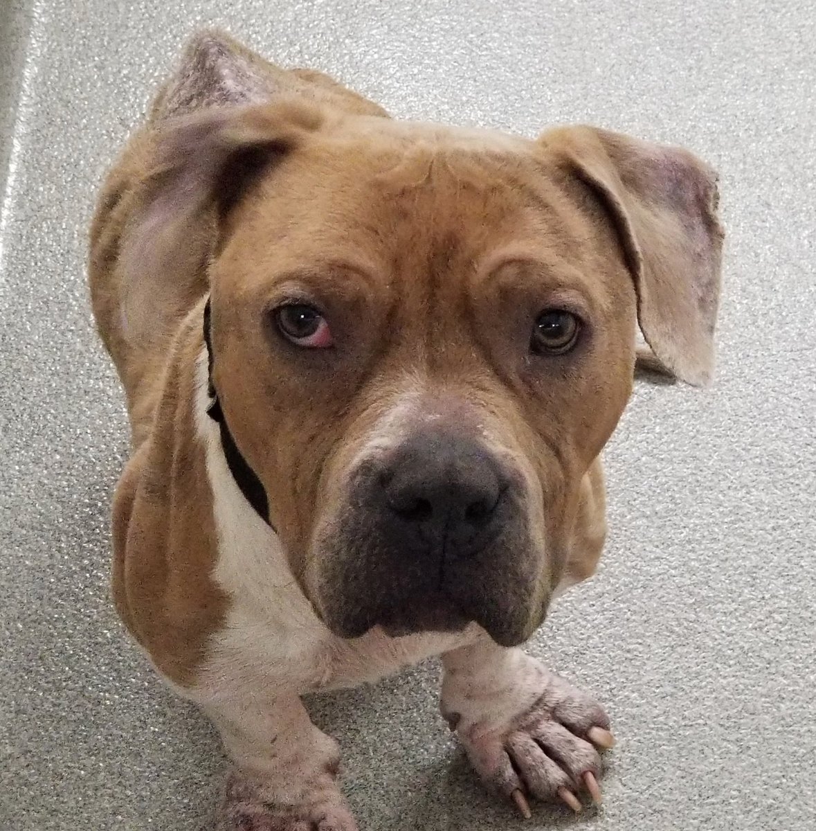 NEHumaneSociety's tweet photo. Here are four dogs who came into NHS as strays. Statistically, three of them will not be claimed and will begin their wait for a new home at the shelter.

In 2022, 76% of stray dogs went unclaimed. That trend is continuing into 2023.

We need your help, and we need it now. https://t.co/7IKQjzI647