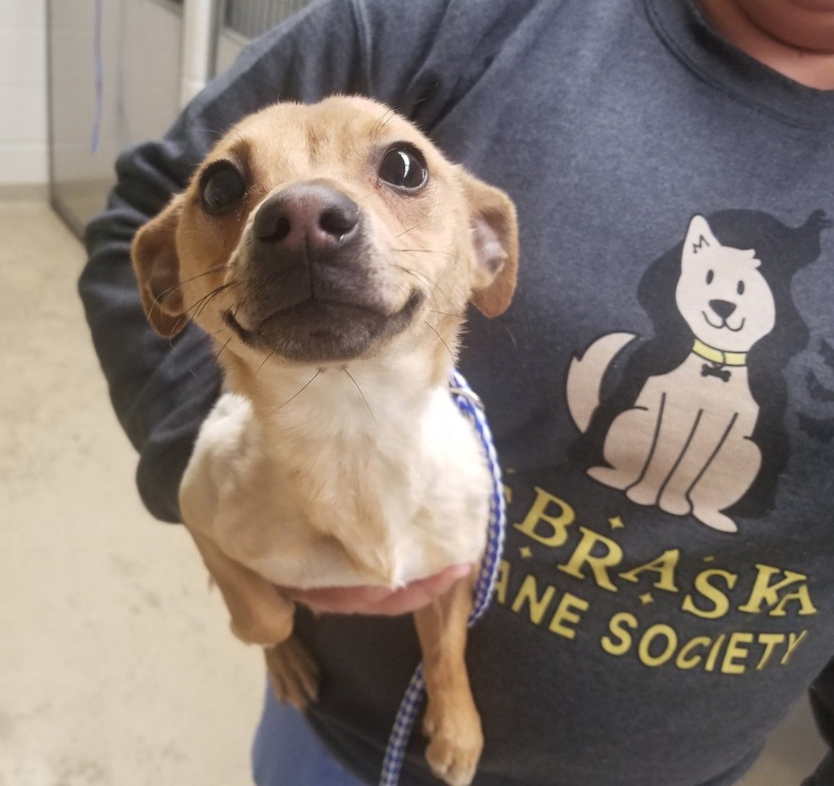NEHumaneSociety's tweet photo. Here are four dogs who came into NHS as strays. Statistically, three of them will not be claimed and will begin their wait for a new home at the shelter.

In 2022, 76% of stray dogs went unclaimed. That trend is continuing into 2023.

We need your help, and we need it now. https://t.co/7IKQjzI647