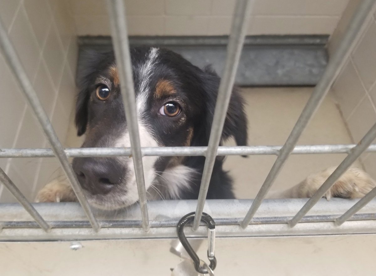 NEHumaneSociety's tweet photo. Here are four dogs who came into NHS as strays. Statistically, three of them will not be claimed and will begin their wait for a new home at the shelter.

In 2022, 76% of stray dogs went unclaimed. That trend is continuing into 2023.

We need your help, and we need it now. https://t.co/7IKQjzI647