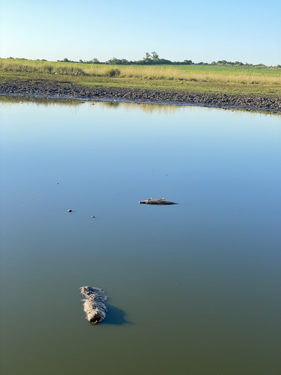 Felipe Andriolo tweet media