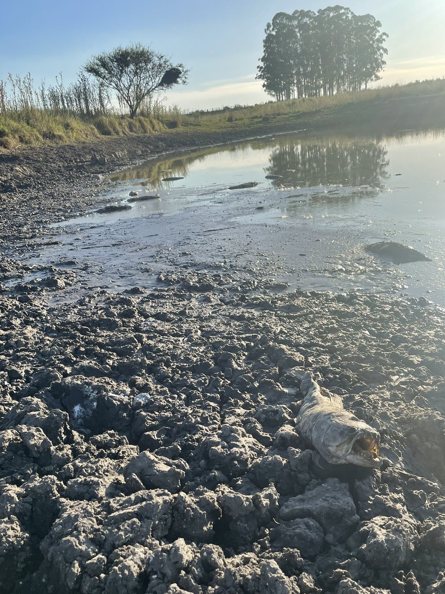 Felipe Andriolo tweet media