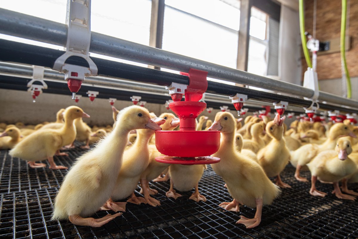 Culver Duck Farms tweet media