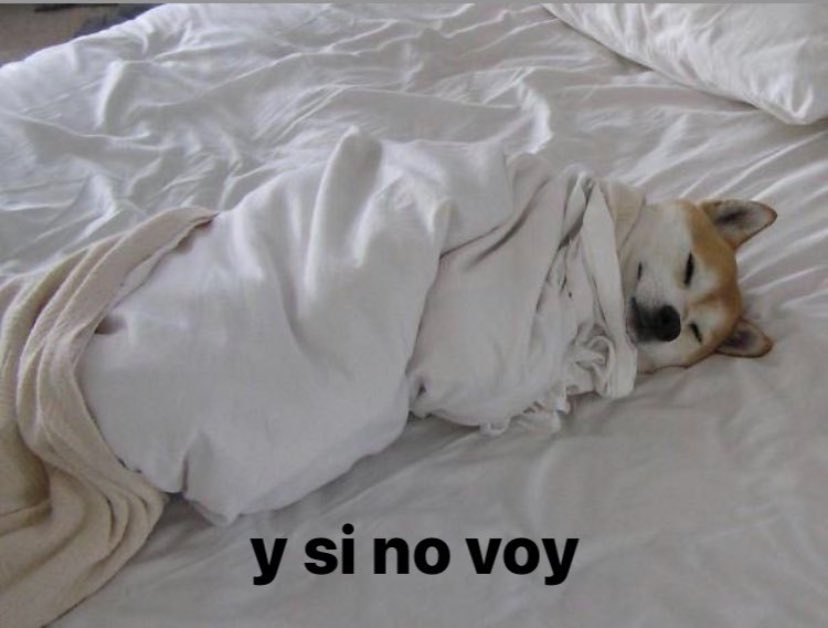 celestineia's tweet photo. No les pasa que se emocionan por un plan y cuando llega el día son este perrito. https://t.co/haBWRXTs7h