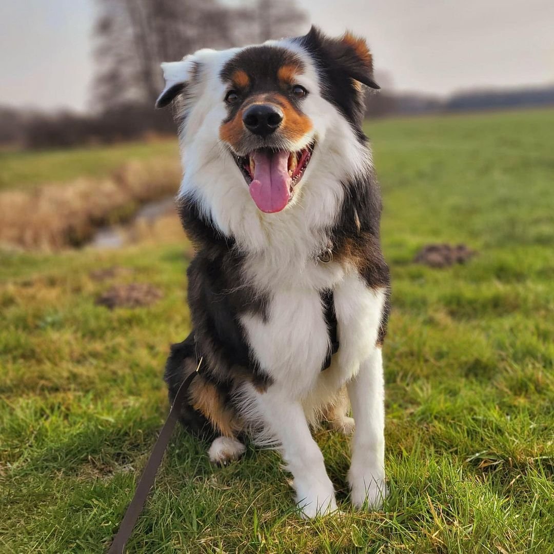 Pawsitively Adorable Pup 🐾😍