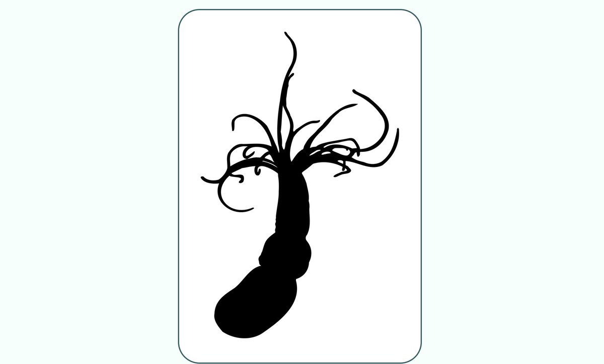 cool new <a href="/PhyloPic/">PhyloPic.org</a>  alert: Nematostella vectensis by <a href="/GaelleBotAm/">Gaëlle Botton-Amiot</a> 

phylopic.org/images/927676f…