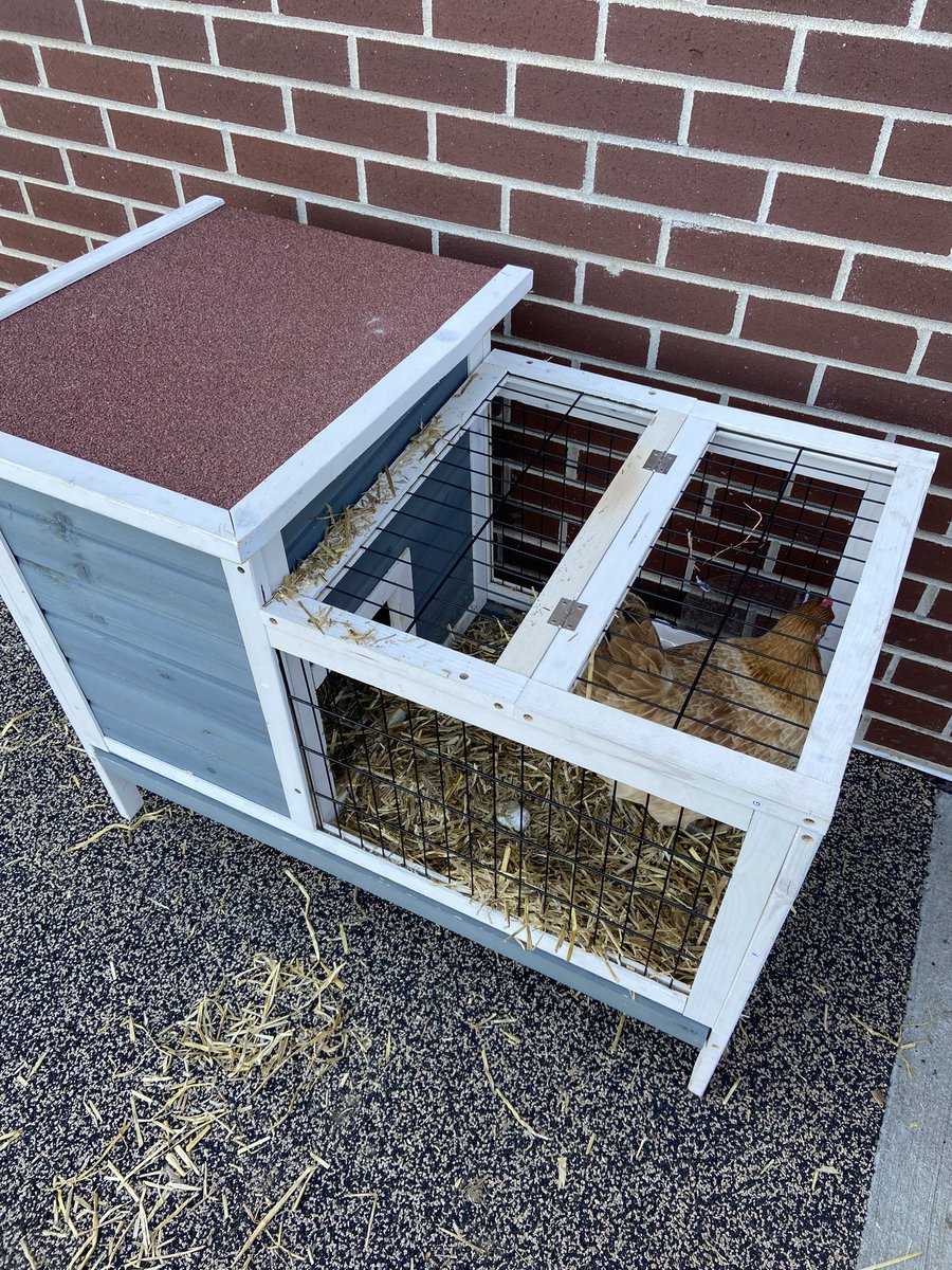 We have a hurt chicken <a href="/BeulahRalphElem/">Beulah Ralph Elem</a> these two put in extra work today and helped me quarantine the chicken! This is #placebased education at its best!