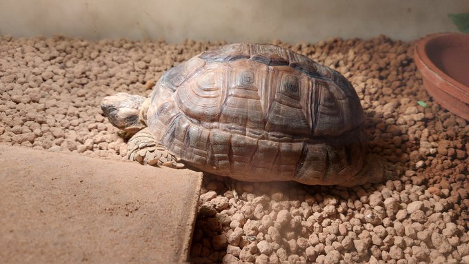 カメをご覧ください 