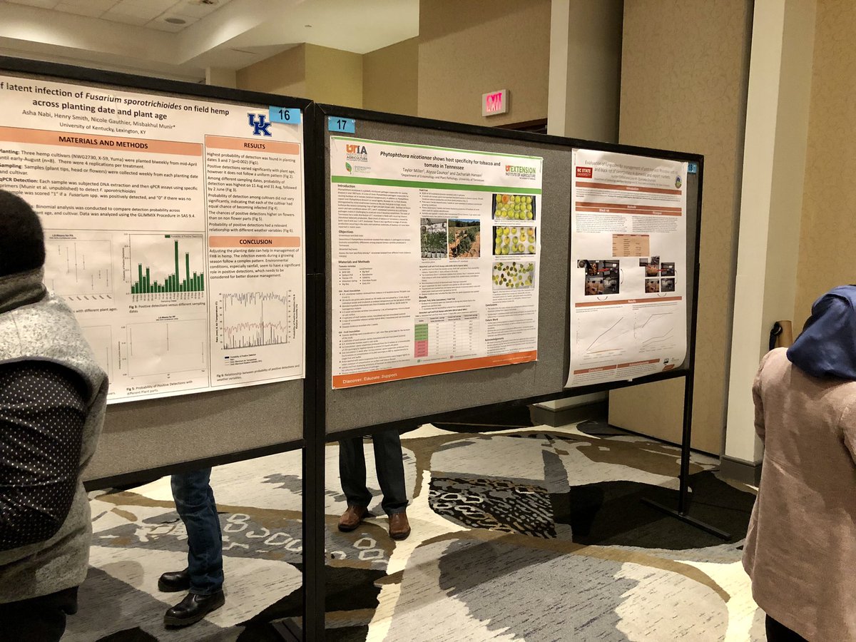 Zachariah Hansen (@plantdiseaseguy) on Twitter photo Good to see lots great plant pathologists at #SDAPS2023 this week, & a couple of nice posters by <a href="/Akaplantpath/">Kate Turner</a> & <a href="/Millercrops/">Taylor Miller</a>. <a href="/epp_tn/">UT Entomology & Plant Pathology</a> well represented here! Good to see lots great plant pathologists at #SDAPS2023 this week, & a couple of nice posters by <a href="/Akaplantpath/">Kate Turner</a> & <a href="/Millercrops/">Taylor Miller</a>. <a href="/epp_tn/">UT Entomology & Plant Pathology</a> well represented here!