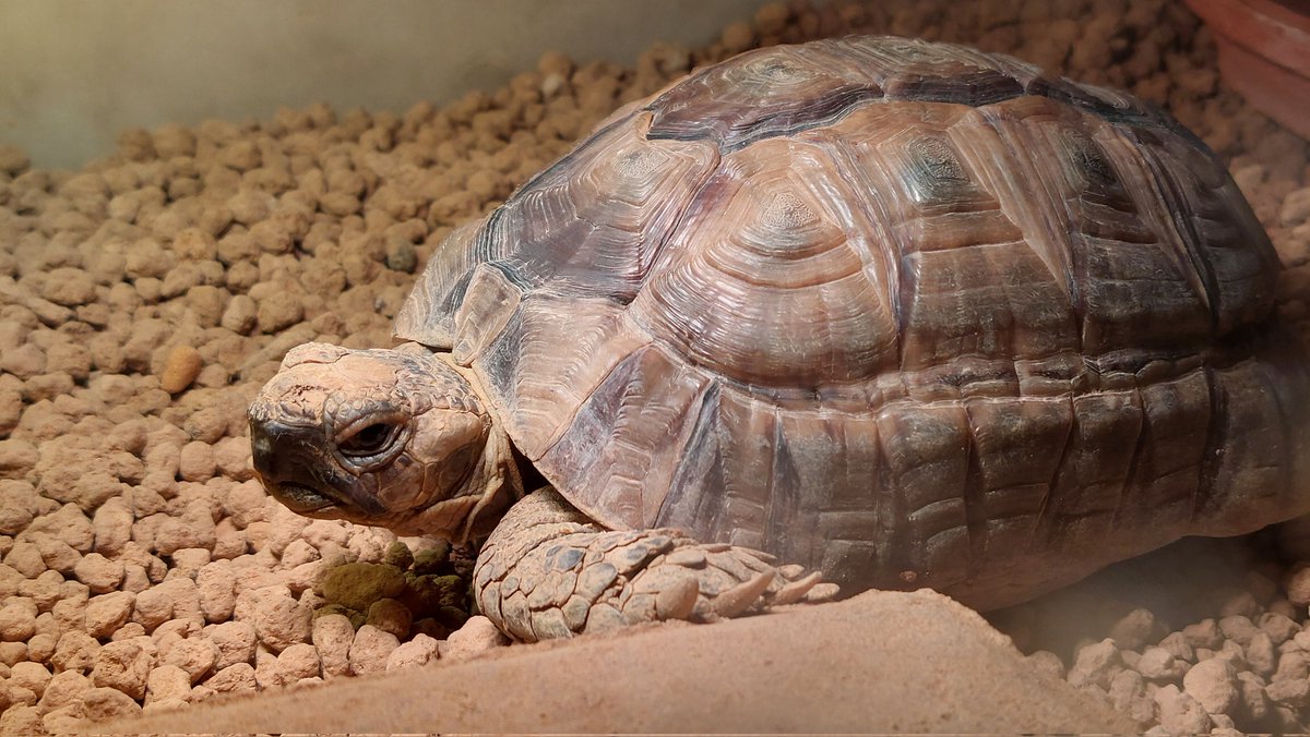 カメをご覧ください 