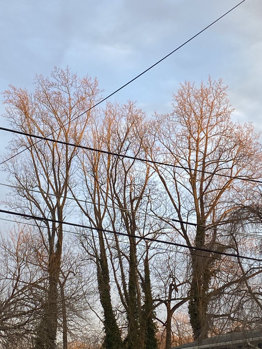 ElanaMintz202's tweet image. The magic of #trees is year-round. Don’t wait til spring to get outside and explore! Every tree is an ecosystem that contains at least 5 lesson plans. 
@UrbanAdvSquad #ThisIsOutdoorLearning 
#GoldenHour #Trees #LookUp