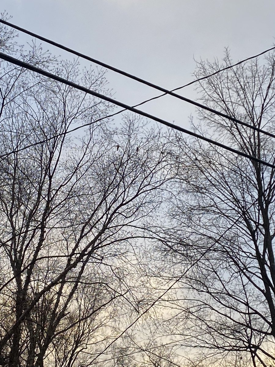 ElanaMintz202's tweet image. The magic of #trees is year-round. Don’t wait til spring to get outside and explore! Every tree is an ecosystem that contains at least 5 lesson plans. 
@UrbanAdvSquad #ThisIsOutdoorLearning 
#GoldenHour #Trees #LookUp