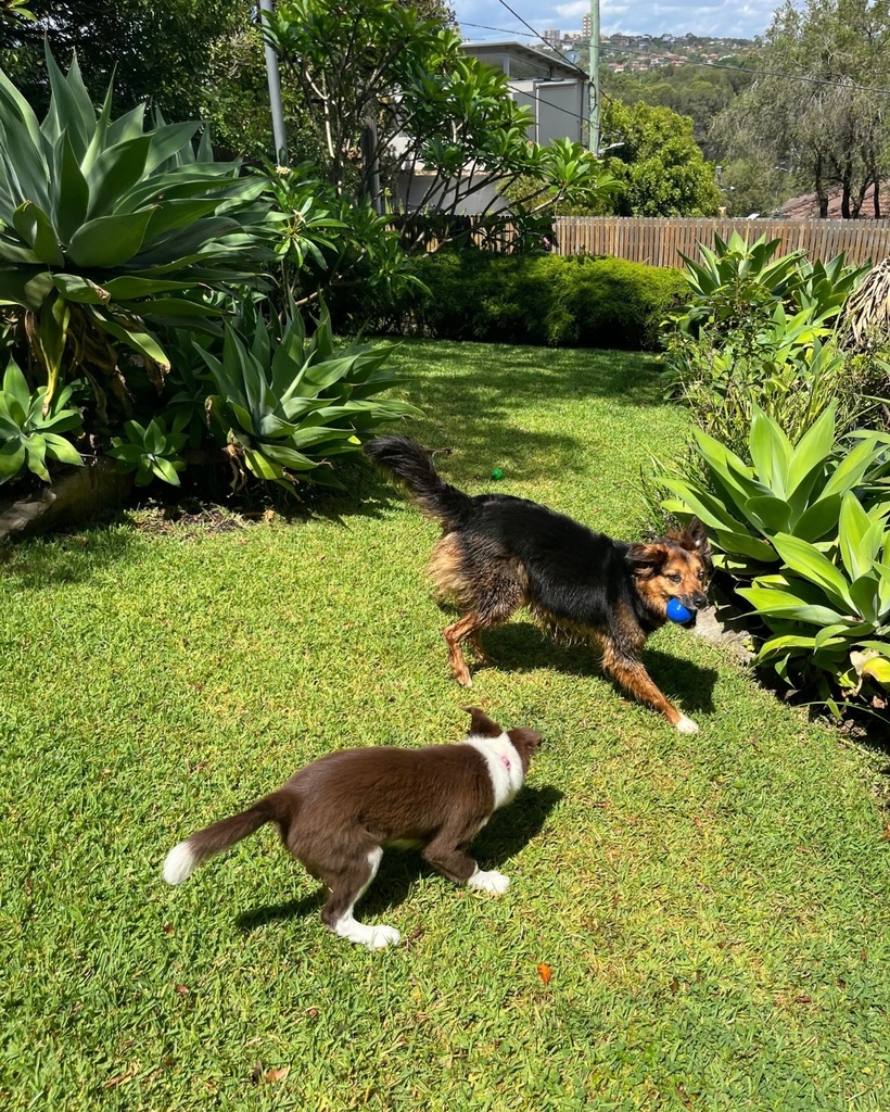 K9cCrew's tweet photo. Who knew staying at home could be so much fun? Home Visits with these two beautiful Border Collie girls are a blast!
#k9concierge #northernbeaches #dogsofthenorthernbeaches #northernbeacheslove #avalon #manlyvale #collaroyplateau #dogwalker #dogsitter #ilovedogs https://t.co/q9jgXb2EIy