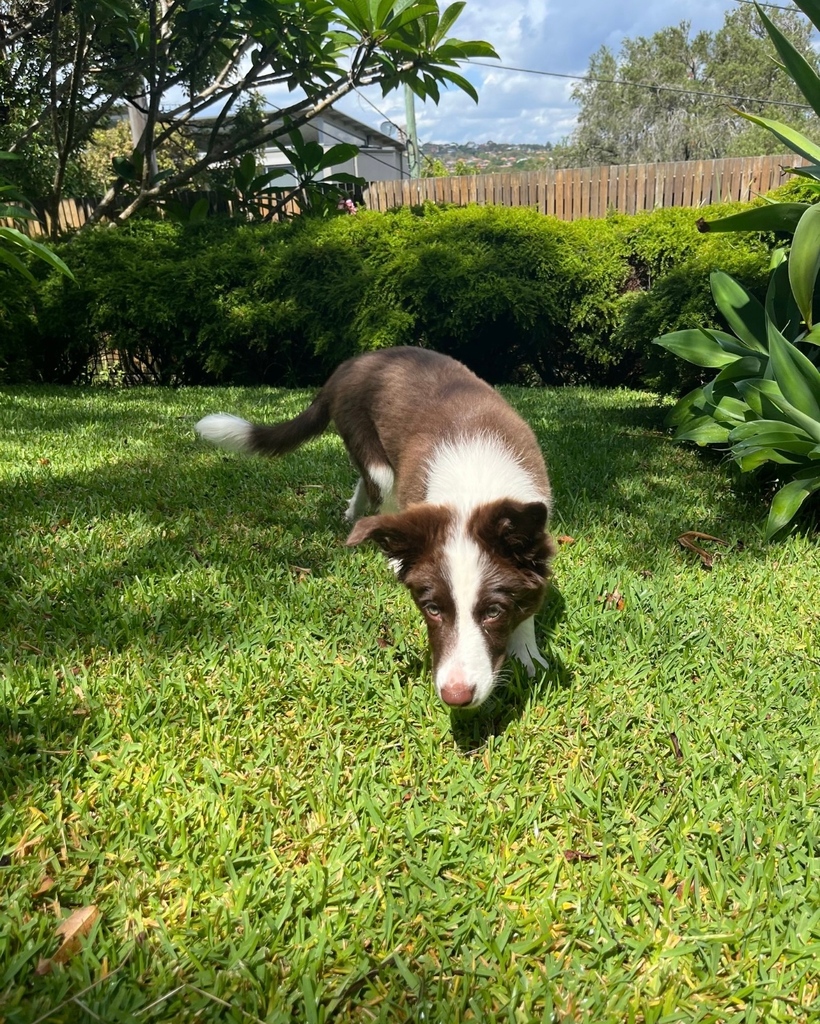 K9cCrew's tweet photo. Who knew staying at home could be so much fun? Home Visits with these two beautiful Border Collie girls are a blast!
#k9concierge #northernbeaches #dogsofthenorthernbeaches #northernbeacheslove #avalon #manlyvale #collaroyplateau #dogwalker #dogsitter #ilovedogs https://t.co/q9jgXb2EIy