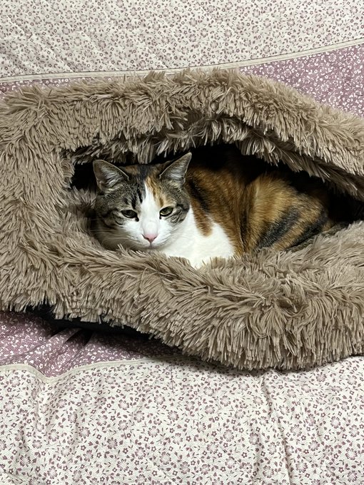 新しい寝床審査合格しました🐈‍⬛🐈‍⬛ 