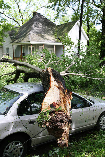 TheTreeMarshal1's tweet image. Tree emergencies are not a trivial matter. The dedicated team at Tree Marshall provides 24/7 emergency service. 
#CentralArkansas #EmergencyTreeService #24Hours
