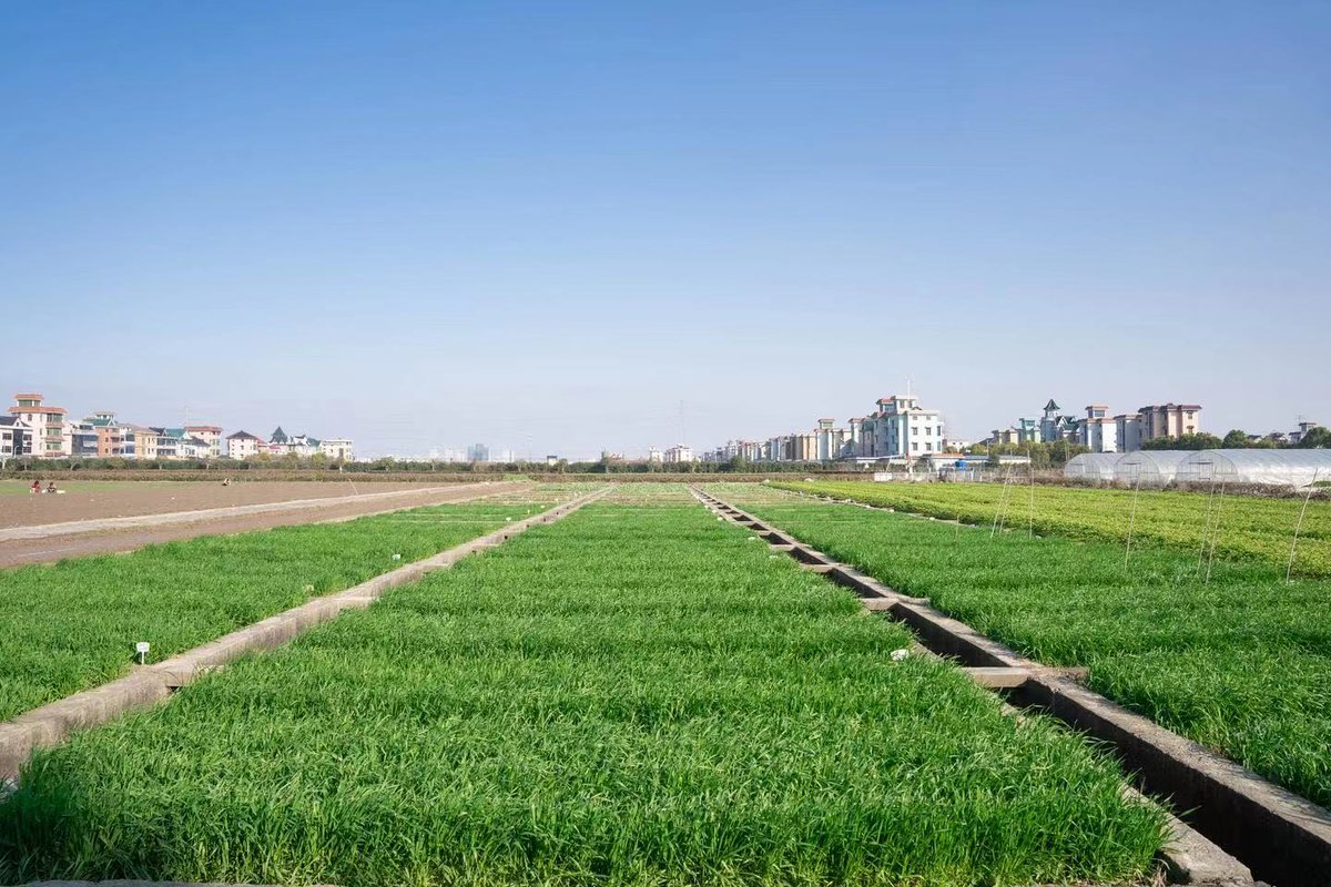 Farmers in #Qiantang district recently started their #spring plowing. As the seedlings are planted and fertilized, the fields take on a luxuriant and vibrant appearance. #LifeInQiantang