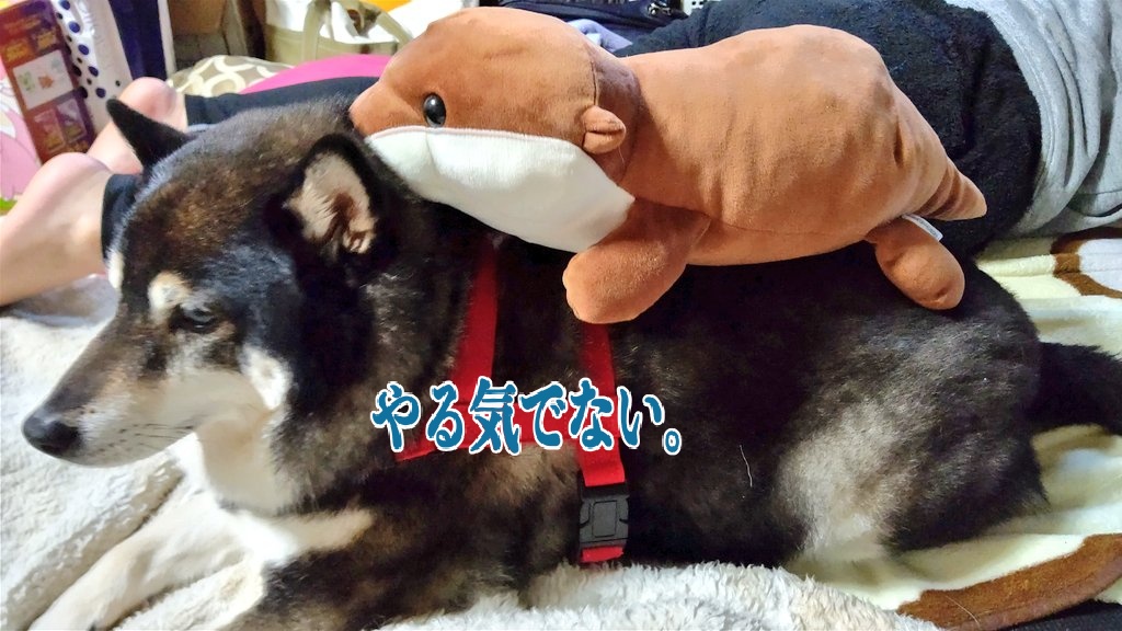 ayapuyo58's tweet photo. ネコじゃないけど…
イヌだけど…
トラック無いから背中に乗せて運びます。 https://t.co/rw0hV8C66Z