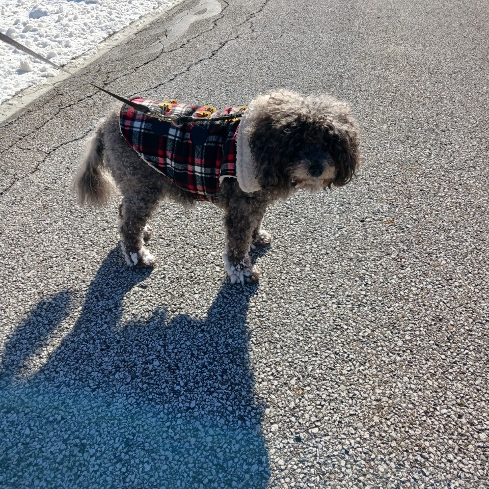 WoofTrax's tweet photo. Do you let your pup lead your #WoofTrax walk as Carly does?
⁠
"Walking Carly in the Bedford Reservation. She loves the walks, we let her lead since it's her walk. We try to walk anywhere from 1 to 3 miles. Carly is 13 years old &amp; like the energizer bunny, keeps going &amp; going! https://t.co/N0OIKWdISg