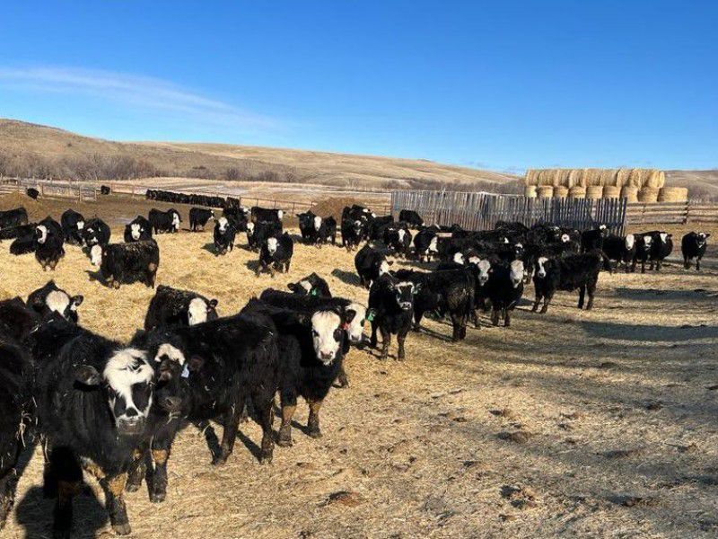 Bircham Ranch - 880# Steers - 194 Head (Piapot, SK) - Team Auction Sales teamauctionsales.com/Bircham-Ranch-… <a href="/cdnangus/">Canadian Angus</a> <a href="/CdnSimmental/">Canadian Simmental</a> <a href="/WayneBircham/">Wayne Bircham</a> 
Selling on TEAM Friday, February 17th @ 9:00 AM MST! Sign in @ teamauctionsales.com to preview and participate! #teamauctionsales