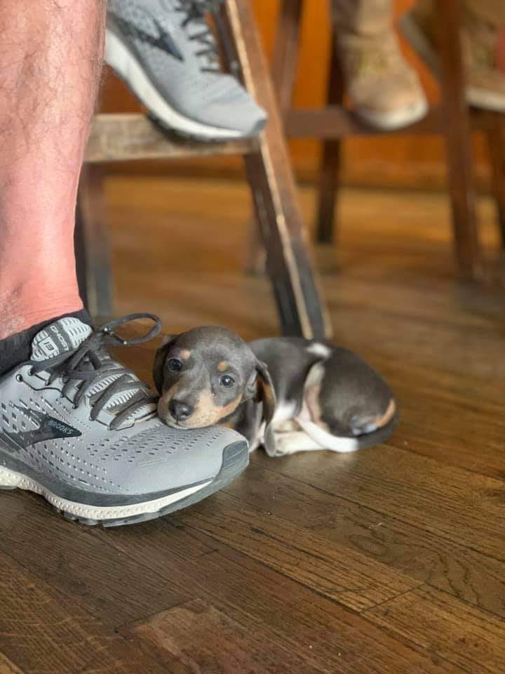 This is Blu. She's had a long day of being tiny and cute. Very grateful she found somewhere to rest her head. 12/10 moving is now illegal