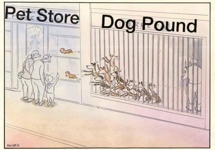 HeckinGoodDogs's tweet photo. https://t.co/mZJAiliuSP