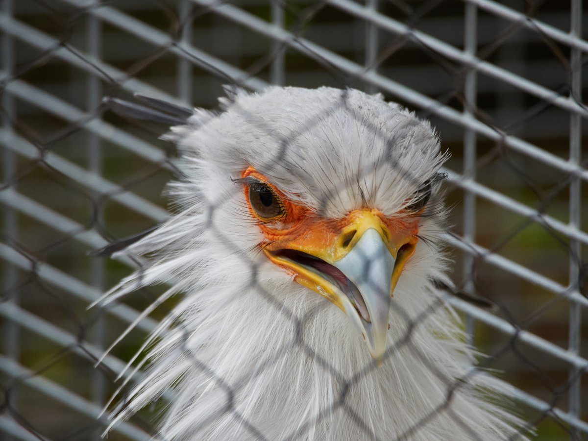 Sam Gerstein tweet media