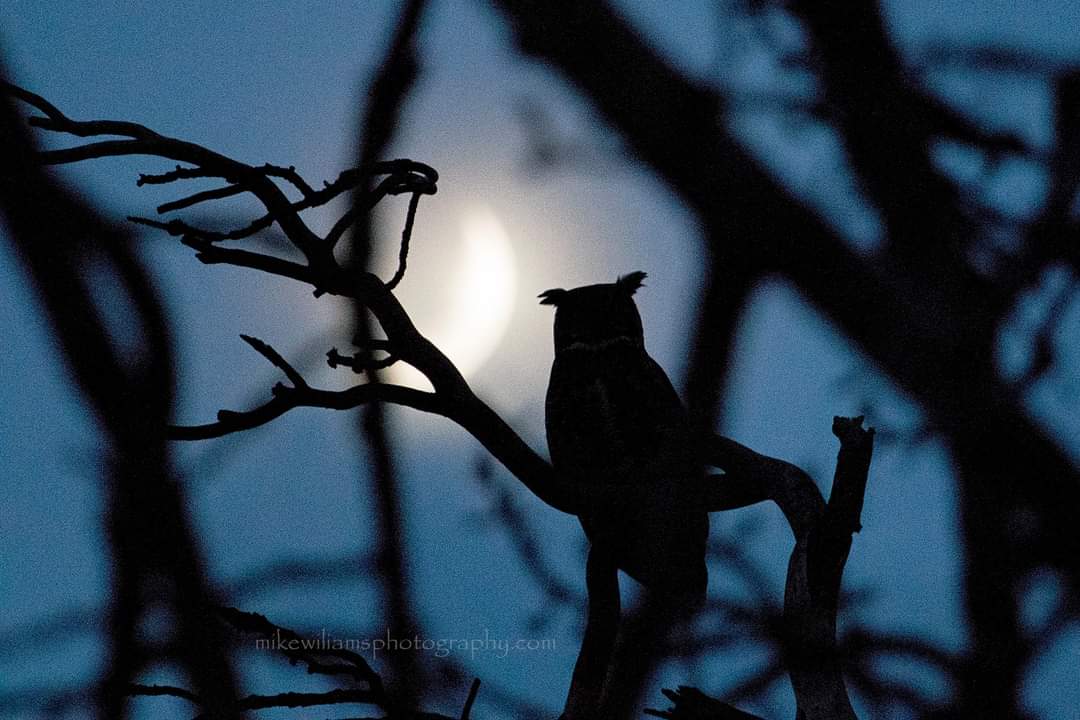 Moonrise with a Great Horned Owl. #Montana #montanamoment #greathornedowl #birding #owls #fullmoon #Canon #canonphotography
