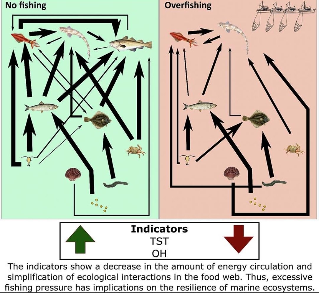 I am happy to share the outcome of my previous postdoc position at <a href="/Ifremer_fr/">Ifremer 🌊</a>! Our study investigated the effects of fishery strategies on food webs. We used a multi-model approach and calculated ecological network indicators. 🧵
sciencedirect.com/science/articl…
<a href="/p_cresson/">Pierre Cresson</a> <a href="/Ghassen_Hal/">Ghassen Halouani</a>