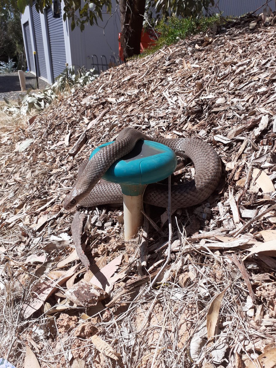 therealsnakeman's tweet photo. Yes, snakes can hear things loud and clear and these things work! - NOT! https://t.co/PhtVqsv9fY